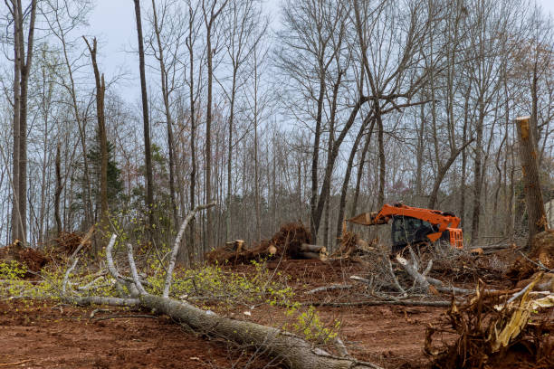Best Arborist Consultation Services  in Bainbridge, PA