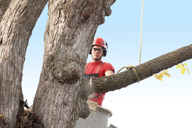 Best Tree Cabling and Bracing  in Bainbridge, PA